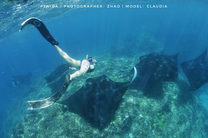 Snorkelling in Nusa Penida - Manta Point - Marine Life