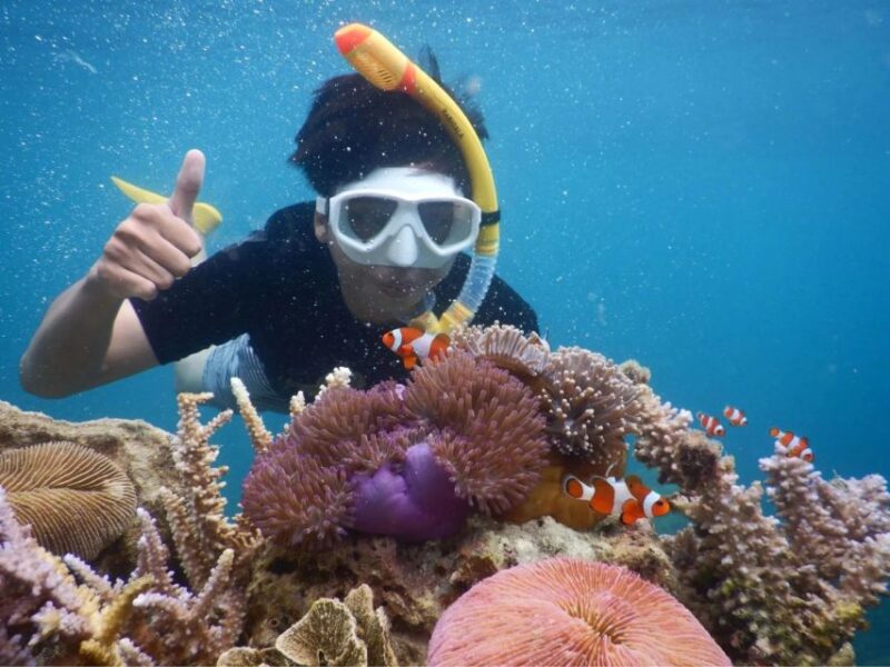 Snorkelling & Islandhopping Tour Karimunjawa (Private Tour) - Key Points