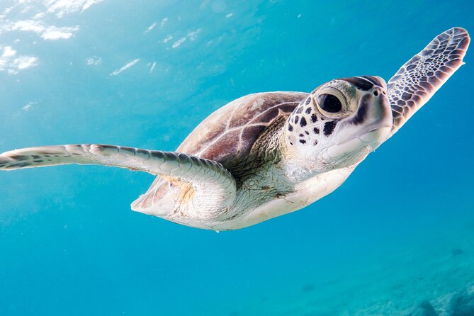 Snorkelling Tours to Daymaniyat Island - Safety and Medical Considerations