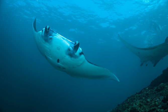 Snorkelling With Manta Rays - Itinerary Details