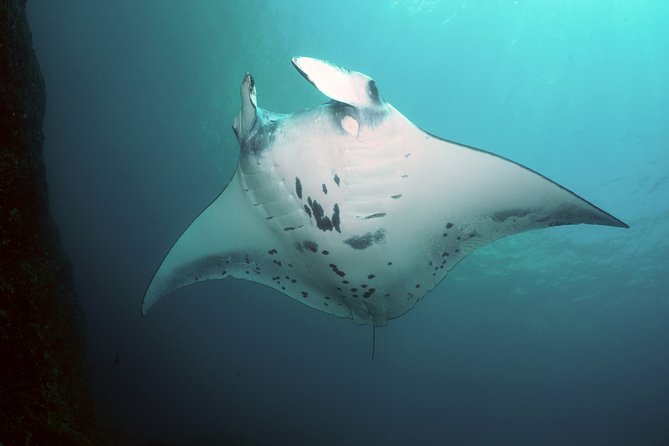 Snorkelling With Manta Rays - Pricing and Cancellation