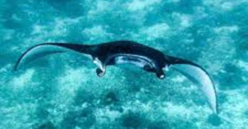 Snorkling & West Day Trip Nusa Penida Island - Key Points