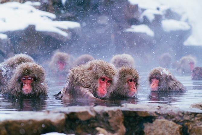 Snow Monkey and Obuse From Nagano - Hiking and Nature Appreciation