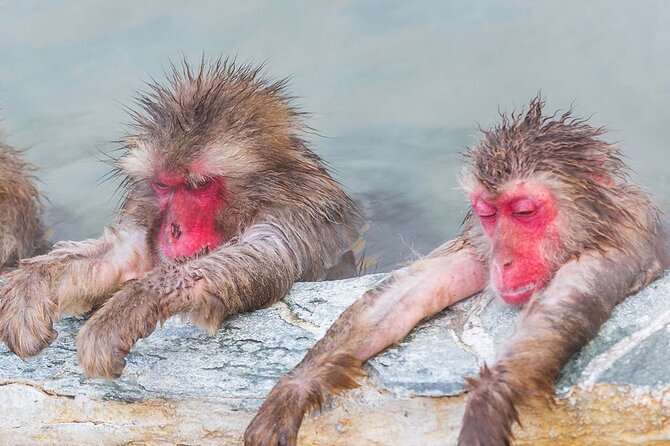 Snow Monkey and Shibu Onsen Afternoon Group Tour From Myoko Kogen - Health and Safety Guidelines