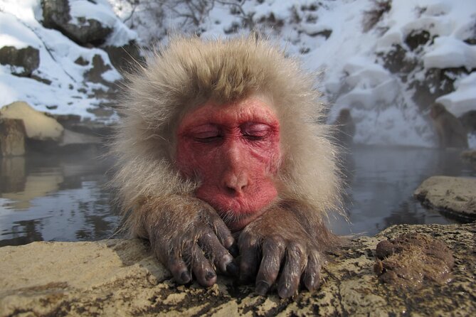Snow Monkey and Shibu Onsen Afternoon Group Tour From Myoko Kogen - Getting There