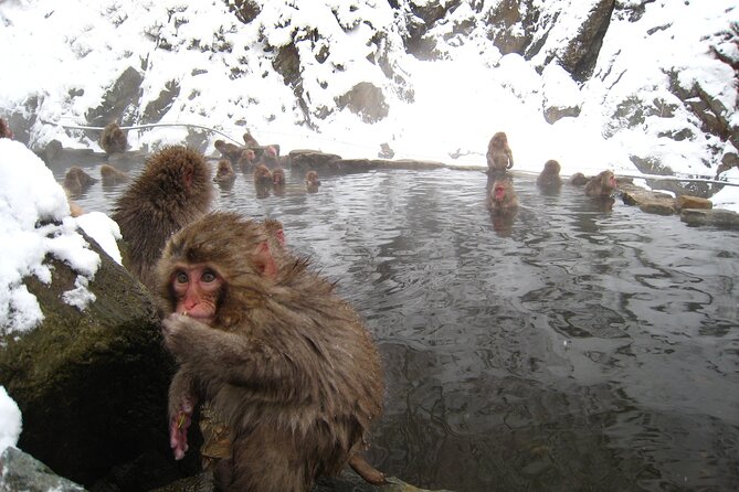 Snow Monkey and Takada Castle Cherry Blossom Illumination Tour - Cancellation and Payment