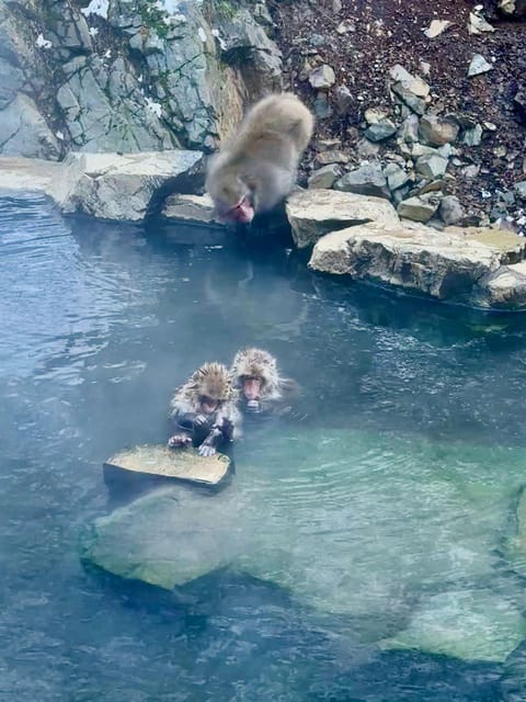 Snow Monkey and Zenko-ji Temple Nagano One Day Tour - Inclusions and Exclusions
