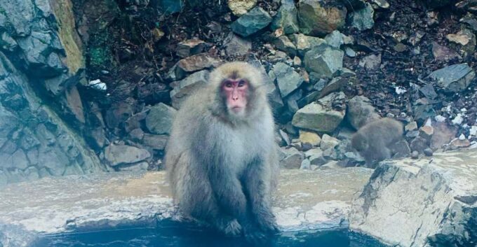 Snow Monkey and Zenko-ji Temple Nagano One Day Tour - Pickup and Drop-off Locations