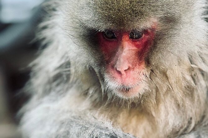 Snow Monkey and Zenkoji Temple Sake in Nagano Full Day Tour - Confirmation Information