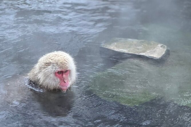 Snow Monkey and Zenkoji Temple Sake in Nagano Full Day Tour - Private Tour