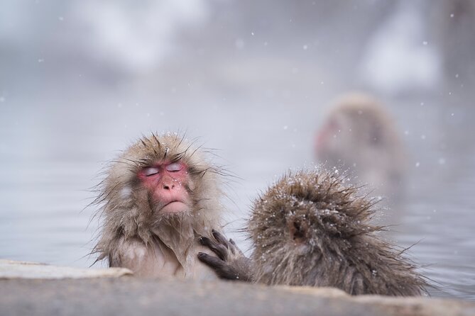 Snow Monkey, Hokusai & Sake: A Perfect Day in Nagano - Lunch With Local Flavors