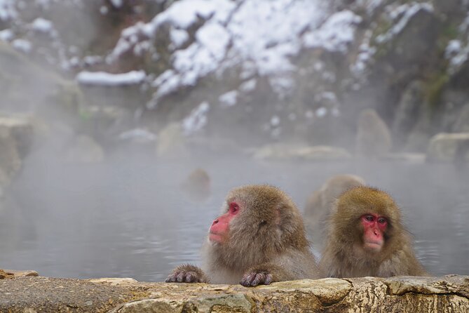 Snow Monkey, Hokusai & Sake: A Perfect Day in Nagano - Premium Sake Tasting