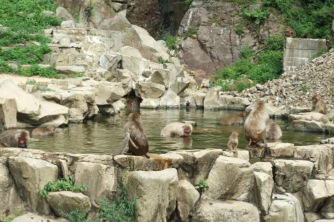 Snow Monkey in Jigokudani Yaen-koen & Obuse Town - Private Transportation and Accessibility