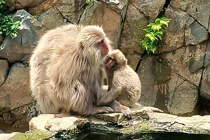 Snow Monkey Nagano One Day Private Tour With English Guide. - Booking and Cancellation