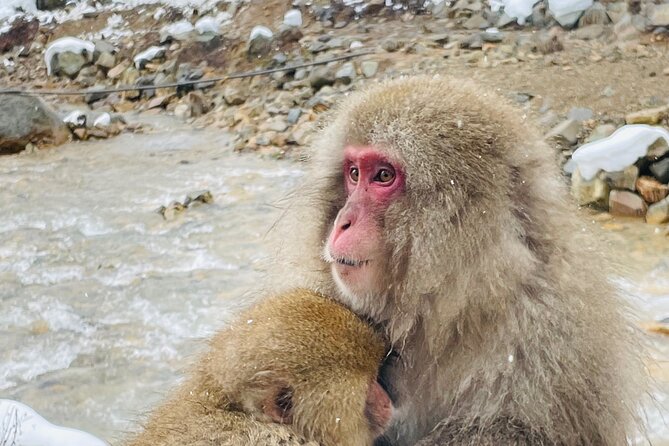 Snow Monkey Nagano One Day Private Tour With English Guide. - Highlights of the Snow Monkey Nagano Tour