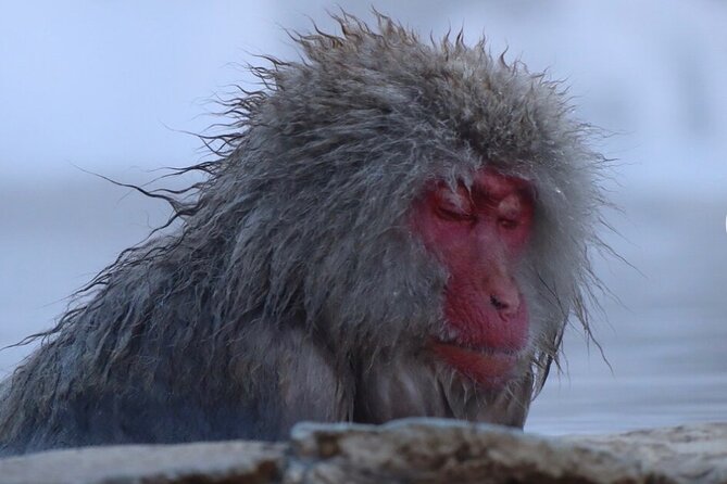 Snow Monkey Nagano or Mt Tsukuba Day Tour by Car English Driver - Highlights of the Snow Monkey Nagano Tour