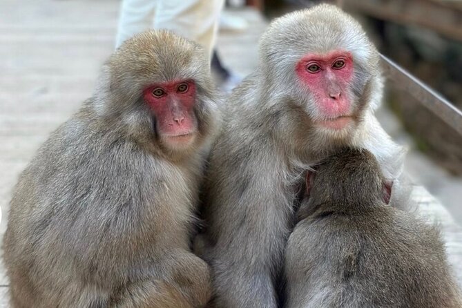 Snow Monkey Nagano or Mt Tsukuba Day Tour by Car English Driver - Highlights of the Mt. Tsukuba Tour