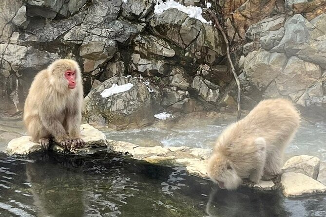 Snow Monkey Nagano or Mt Tsukuba Day Tour by Car English Driver - Getting to Your Destination