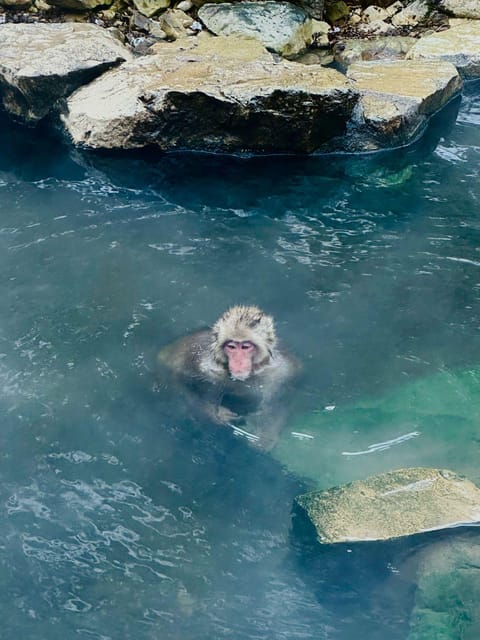 Snow Monkey Park Day Tour Pick-up and Drop-off From Nagano - Itinerary