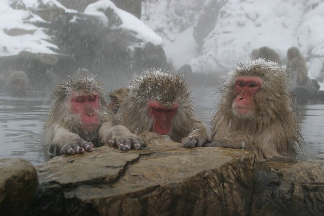 Snow Monkey Park & Miso Production Day Tour From Nagano - Meeting and Drop-off Details