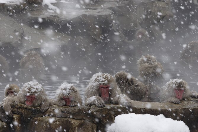 Snow Monkey Park & Miso Production Day Tour From Nagano - Tour Logistics