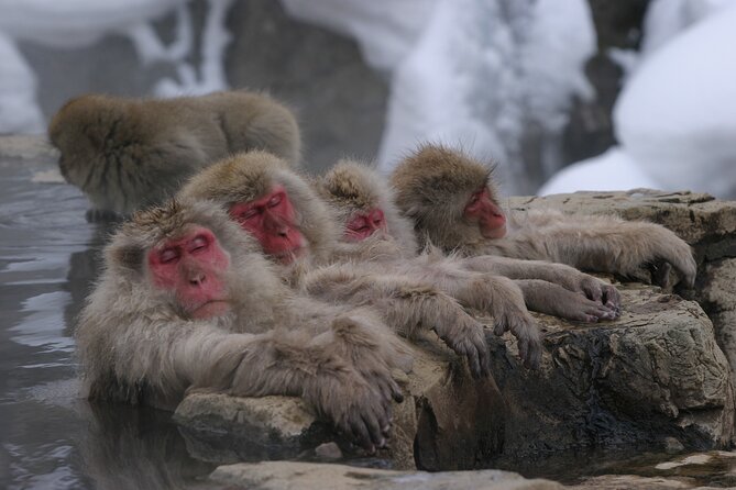 Snow Monkey Park & Miso Production Round Trip Day Tour From Tokyo - Tour Inclusions
