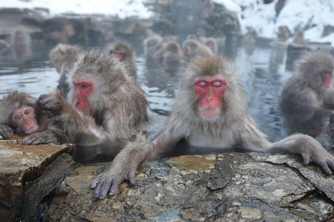 Snow Monkey Park Private Tour From Tokyo With Licensed Guide - Inclusions