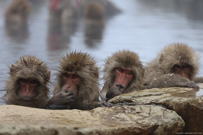 Snow Monkey Park Private Tour From Tokyo With Licensed Guide - Pick-Up Information