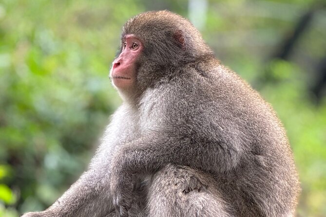Snow Monkey Park Private Tour From Tokyo With Licensed Guide - Returning to Tokyo