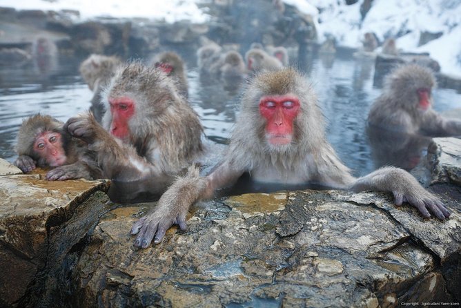 Snow Monkey Park Tour, From/To Tokyo, up to 12 Guests - Included Services