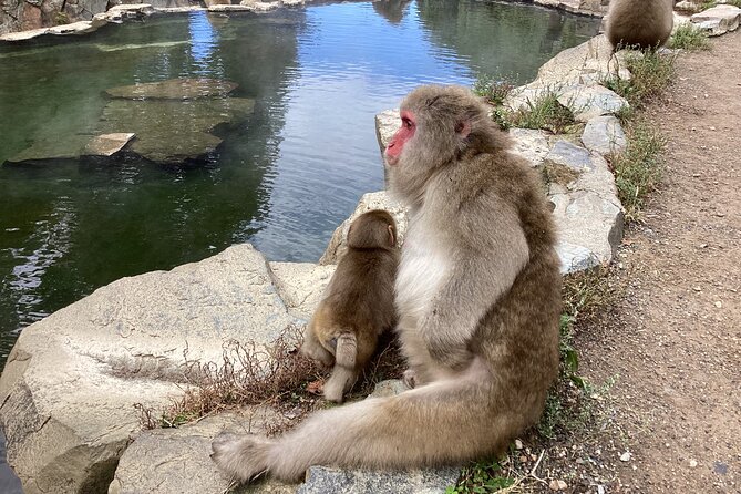 Snow Monkey Park Tour, From/To Tokyo, up to 12 Guests - Mountainous Walking