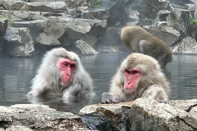 Snow Monkey Park Tour, From/To Tokyo, up to 12 Guests - Private Tour Experience