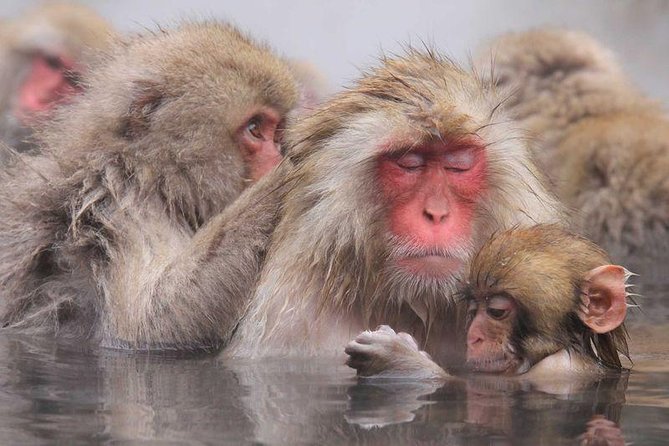 Snow Monkey Park Tour, From/To Tokyo, up to 12 Guests - Confirmation and Availability