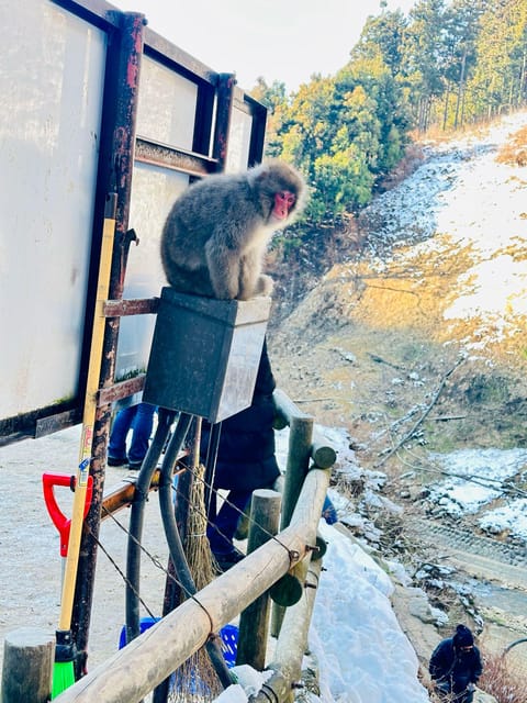 Snow Monkey Park & Zenko-ji Temple Nagano One Day Tour - Zenko-ji Temple