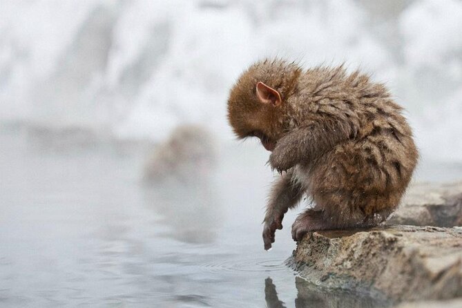 Snow Monkey Park & Zenkoji Temple Nagano Pvt. Full Day Tour. - Included in Tour