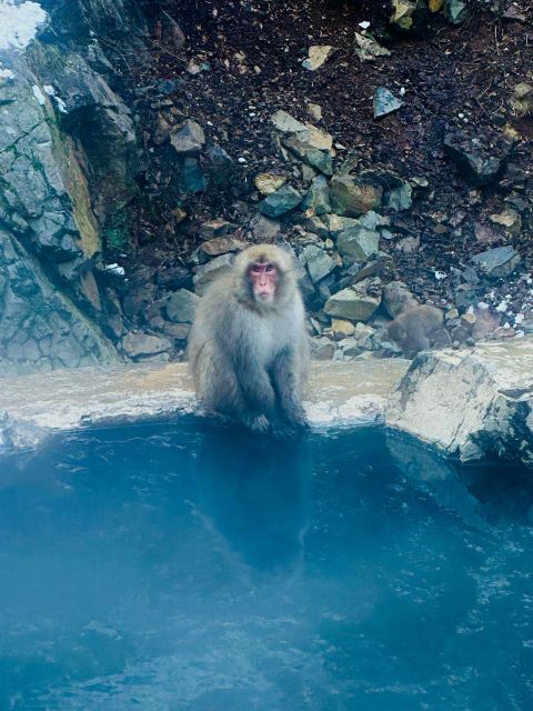 Snow Monkey Park & Zenkoji Temple One Day Trip - Tour Cost and Booking