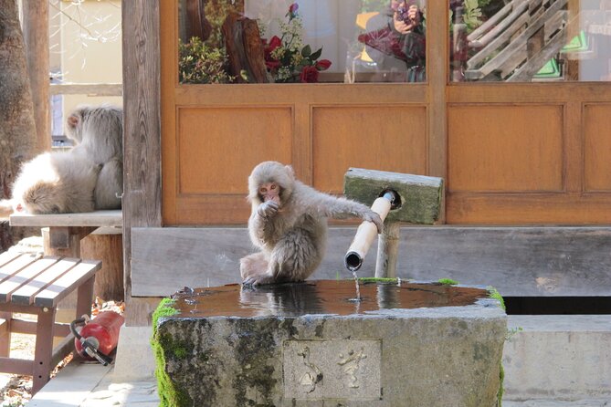 Snow Monkey & Shibu Onsen Afternoon Tour (All Year Round) - Pickup Locations