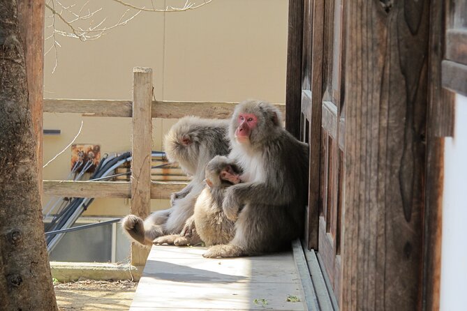 Snow Monkey & Shibu Onsen Afternoon Tour (All Year Round) - Cancellation Policy