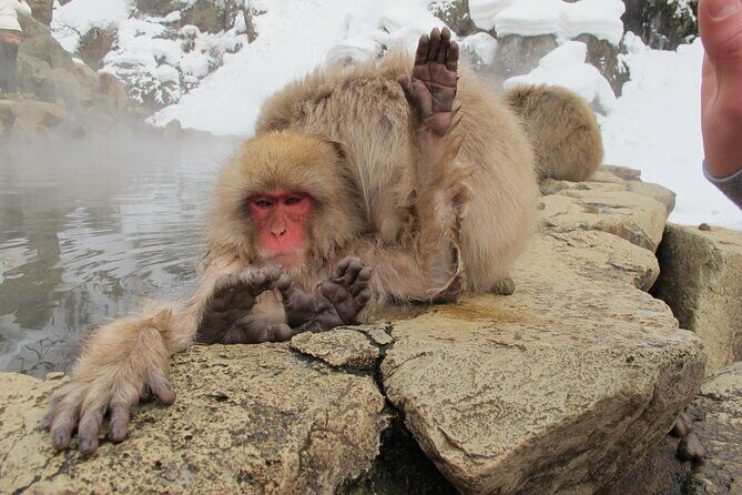 Snow Monkey & Shibu Onsen Private Tour (Nagano, Myoko, Madarao) - The Itinerary in Detail