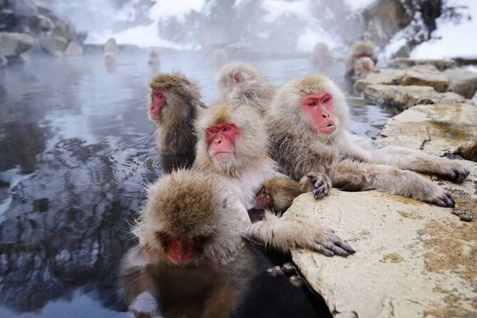 Snow Monkey & Shibu Onsen Private Tour (Nagano, Nozawa, Myoko) - Luggage Restrictions