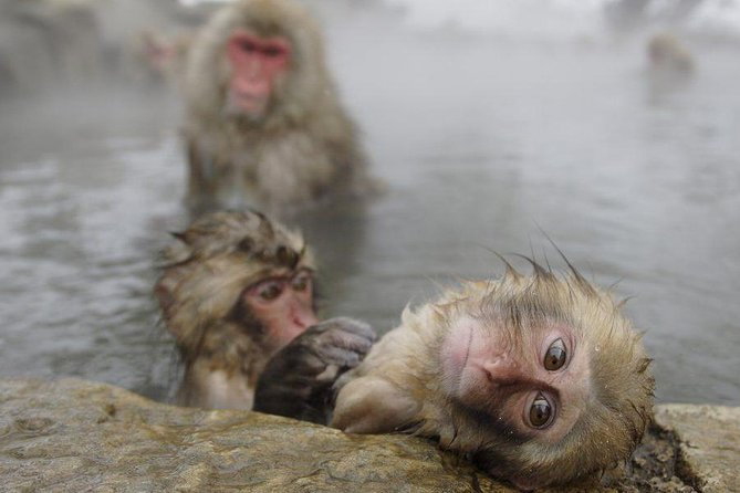 Snow Monkey, Shiga Kogen Roman Museum With Lunch Buffet - Transportation and Meeting Point Details