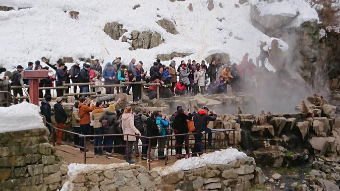 Snow Monkey, Shiga Kogen Roman Museum With Lunch Buffet - Important Considerations for the Tour