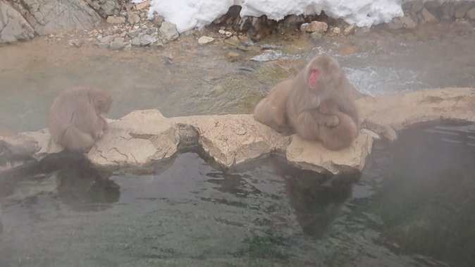 Snow Monkey, Shiga Kogen Roman Museum With Lunch Buffet - Preparing for the Snow Monkey Adventure