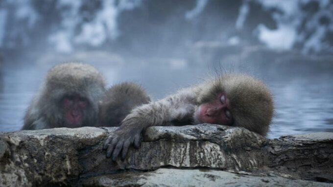 Snow Monkey, Zenko-ji Temple, Sake in Nagano Tour - Booking and Additional Details