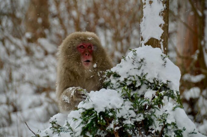 Snow Monkey, Zenko-ji Temple, Sake in Nagano Tour - Frequently Asked Questions