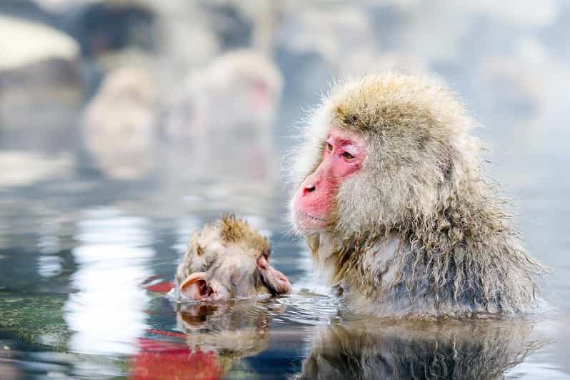 Snow Monkeys, Nagano, Zenkoji Temple & Sake Day Trip - Destinations and Highlights