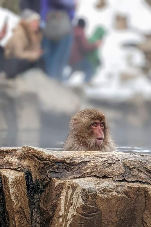 Snow Monkeys, Nagano, Zenkoji Temple & Sake Day Trip - Logistics and Details