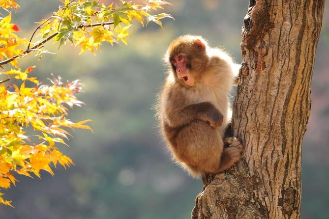 Snow Monkeys Park Tour And  Ebisu-Ko Fireworks Fest in Nagano - Important Information