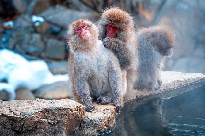 Snow Monkeys Sake Tasting Zenko-ji and Monzen Terrace Lunch - Zenko-ji Temple