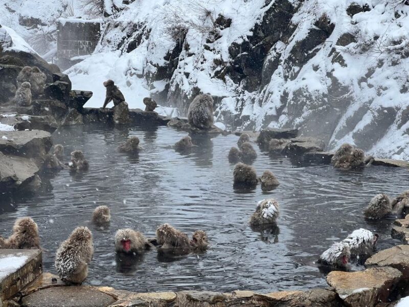 Snow Monkeys Zenkoji Temple One Day Private Sightseeing Tour - Shibu Onsen
